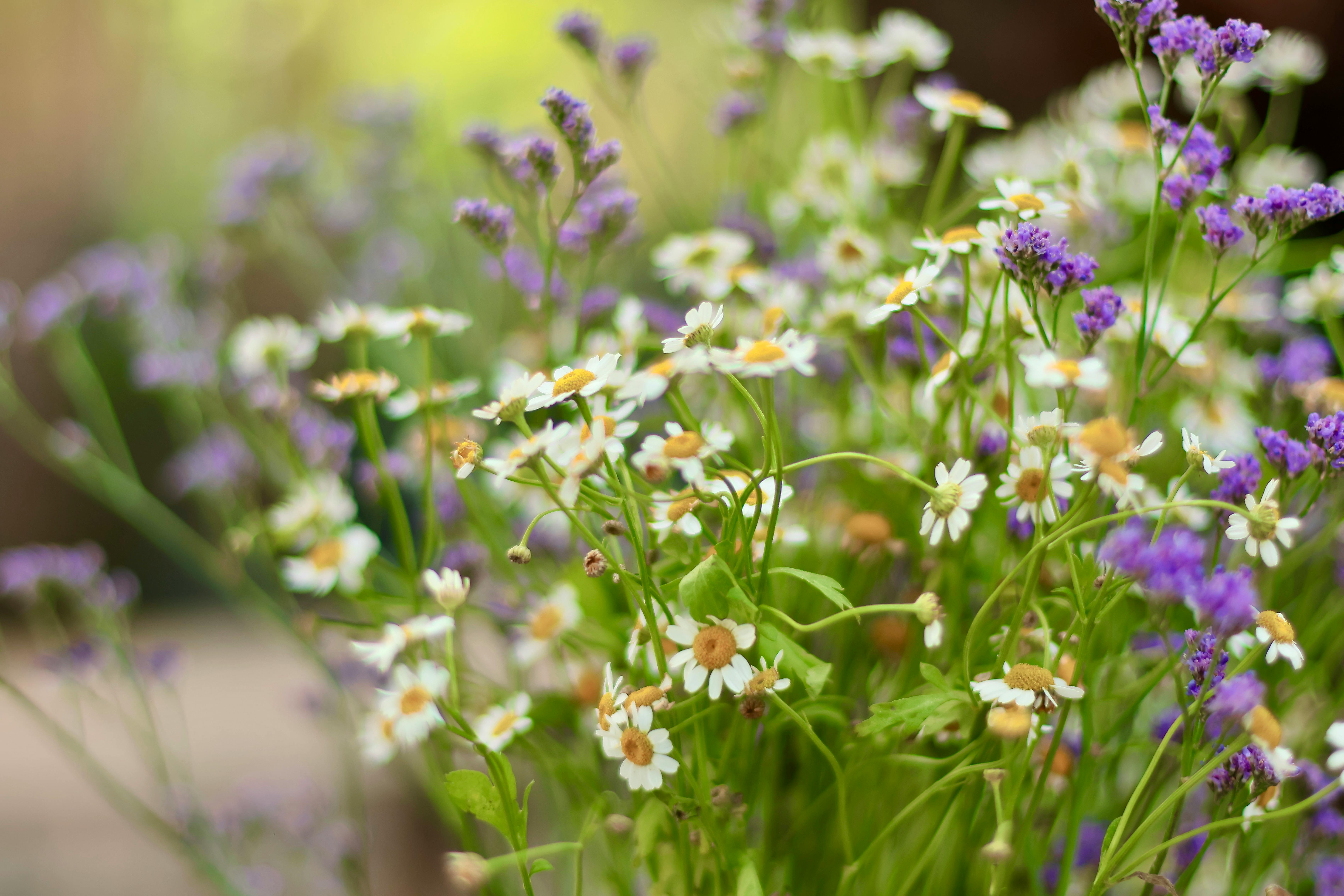 Ceai de mușețel și lavandă
