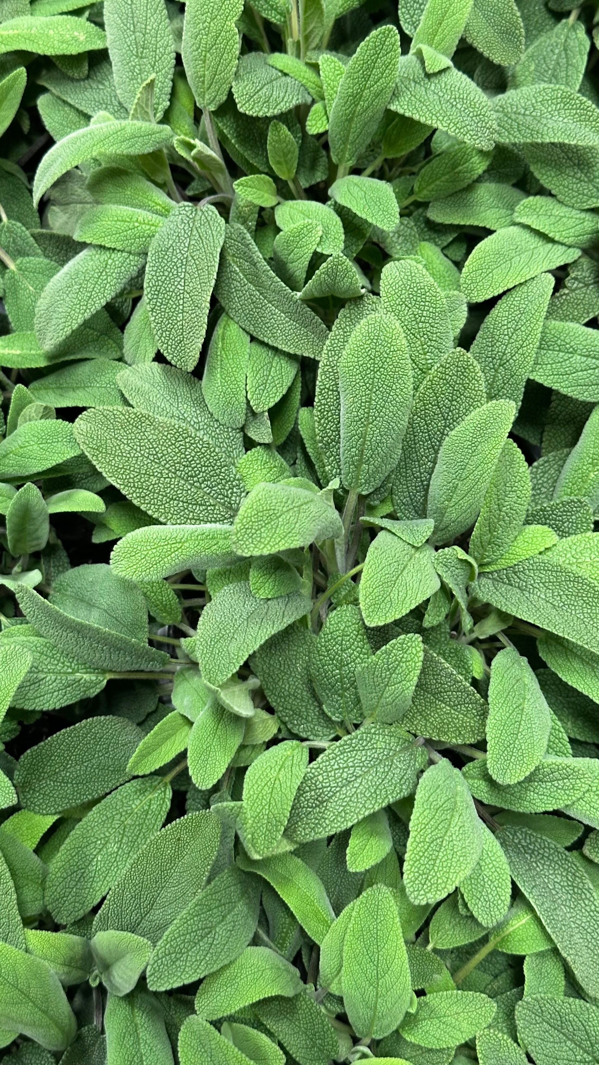 Macerat de Salvie