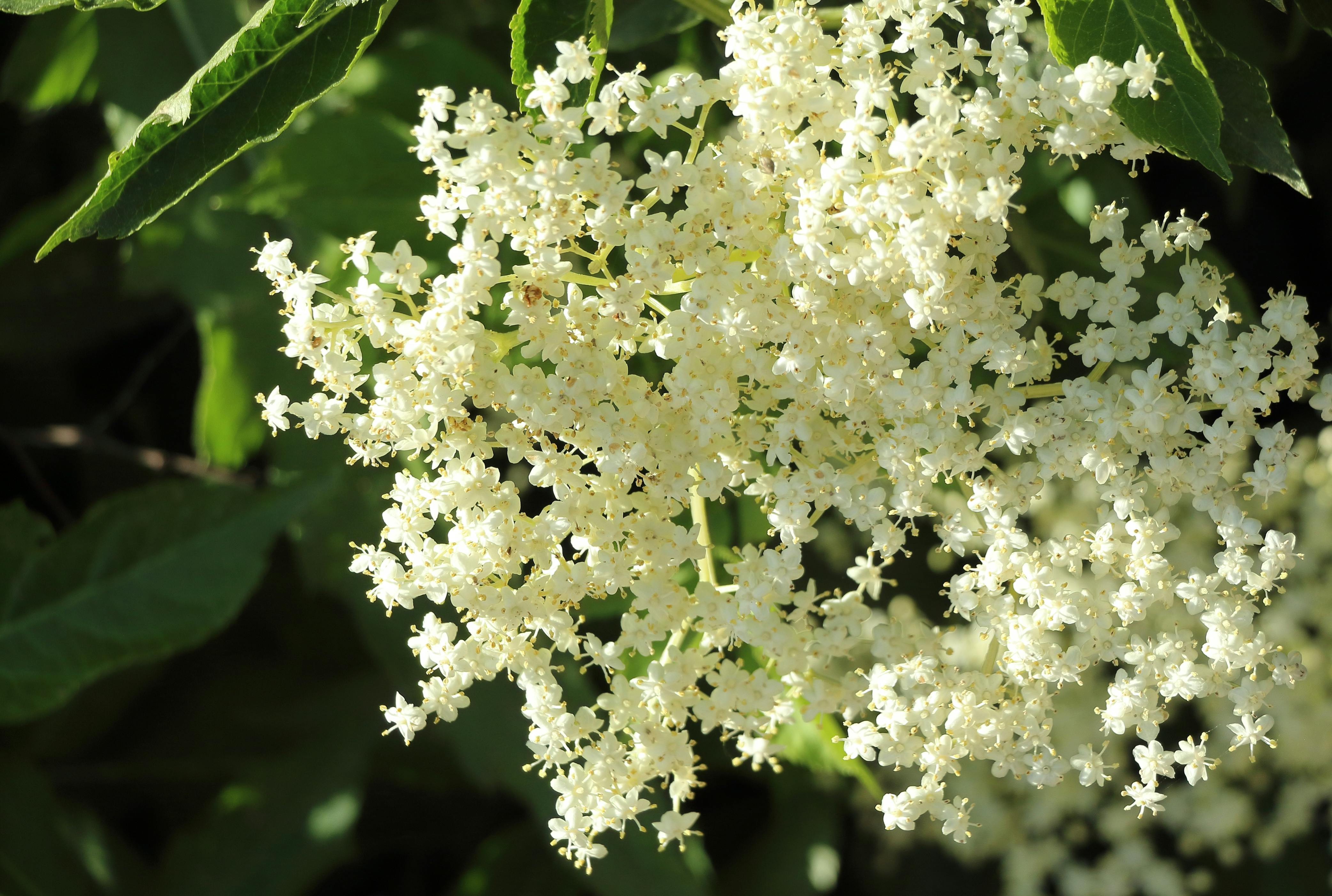 Flori de soc — Planta lunii iunie